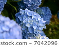 繡球花2 7042096
