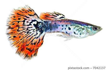 Guppy fish (Poecilia reticulata) Guppy fish (Poecilia reticulata) 7042137