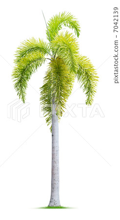 Foxtail palm tree 7042139