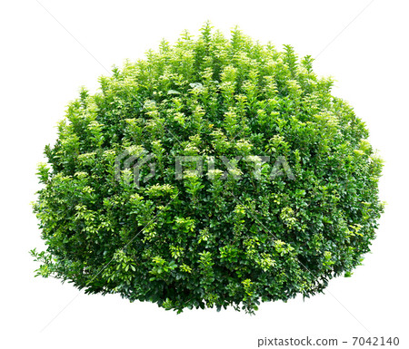Round ornamental bush 7042140