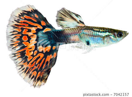 Guppy fish  (Poecilia reticulata) 7042157