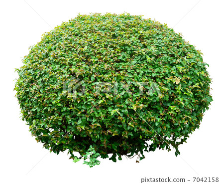 Ornamental bush 7042158