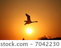 Swan swimming in the sunset 7042230