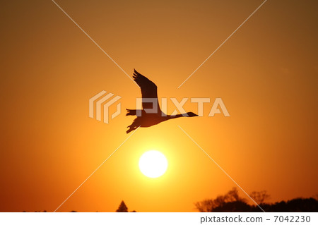 Swan swimming in the sunset Swan swimming in the sunset 7042230