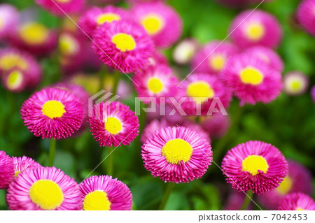 Flower garden of reddish purple daisies 7042453