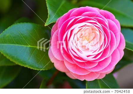 粉紅色的山茶花 7042458