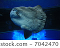 Sunfish 7042470