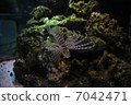 Lionfish 7042471