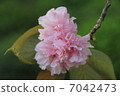 Double cherry blossoms 7042473