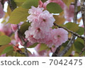 Double cherry blossoms 7042475