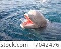 Silk dolphin 7042476