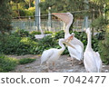 Pelican 7042477
