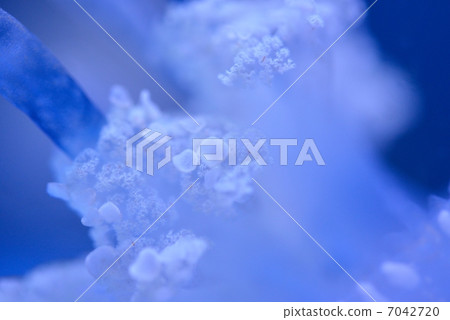 Tako jellyfish 7042720