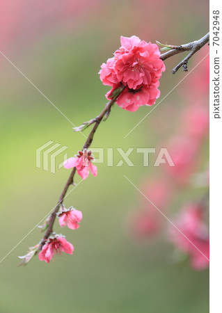 Weeping Peach Weeping Peach 7042948