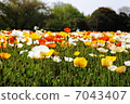 鬱金香 7043407