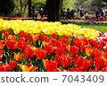 鬱金香 7043409