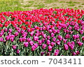 鬱金香 7043411