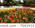 鬱金香 7043414