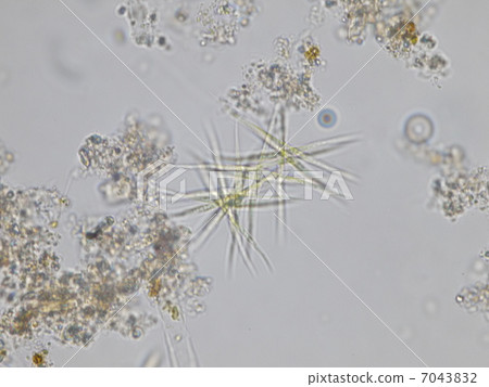anne kiss torode sumusu, itokuzumo, microphotograph 7043832