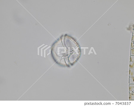 peridiniumu, uzuobimushi, microphotograph 7043837