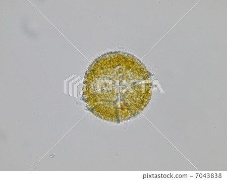 peridiniumu, uzuobimushi, microphotograph 7043838