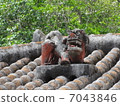 SHISA 7043846