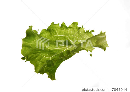 leaf fresh lettuce 7045044