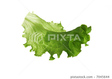 leaf fresh lettuce leaf fresh lettuce 7045644
