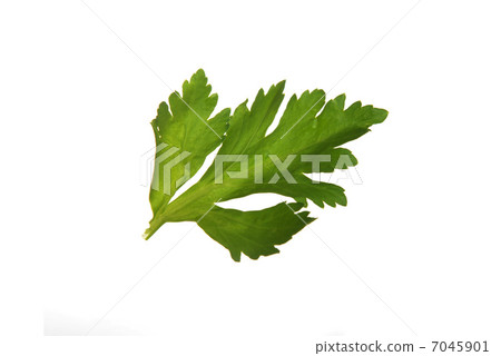 leaf celery 7045901