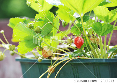 red strawberry 7047945