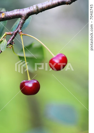 cherries on tree cherries on tree 7048745