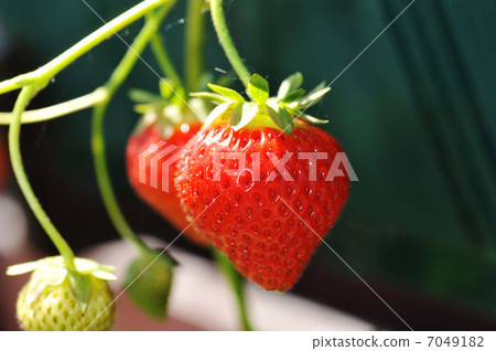red strawberry 7049182