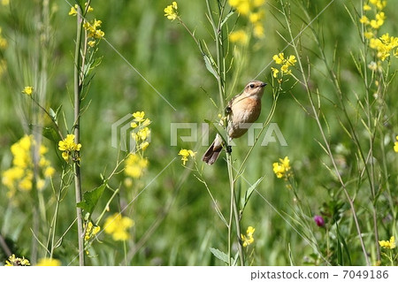 女性novitaki（夏季翼）和馬芥末 7049186