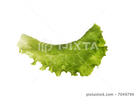 leaf fresh lettuce 7049799