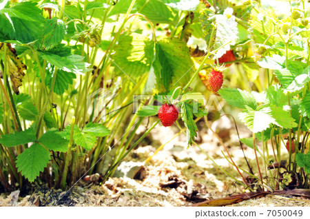 strawberry bush 7050049