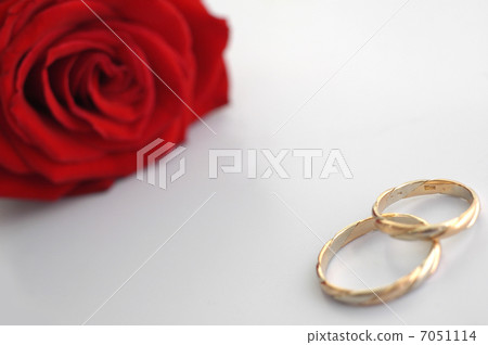 red rose with rings red rose with rings 7051114