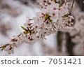 櫻花 7051421