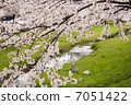 櫻花 7051422