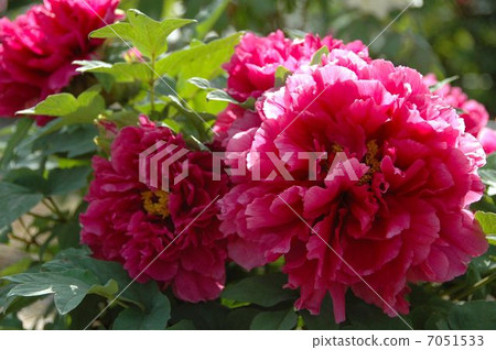 春天的到來一個大輪子的按鈕 7051533