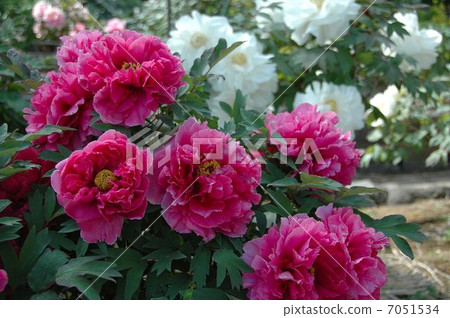 春天的到來一個大輪子的按鈕 7051534