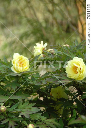 春天的到來一個大輪子的按鈕 7051535