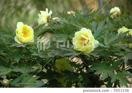 春天的到來一個大輪子的按鈕 7051536