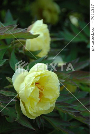 春天的到來一個大輪子的按鈕 7051537