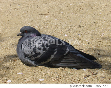 Sitting pigeons 7051548