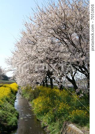 Sakura and rape flowers and stream Sakura and rape flowers and stream 7051608