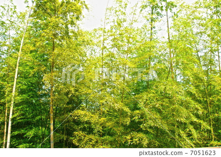 Bamboo busy (MOA art museum / Momoyama cho, Atami city, Shizuoka prefecture) 7051623