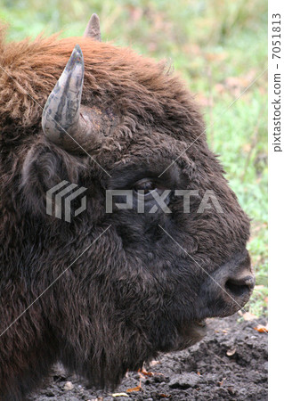 wild bison wild bison 7051813