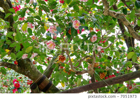 Goshiki Temple of Shirakuji 7051973