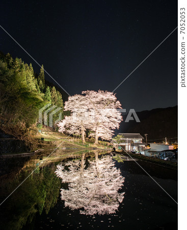 Matsuri Sakura 7052053