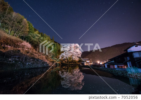 Matsuri Sakura 7052056